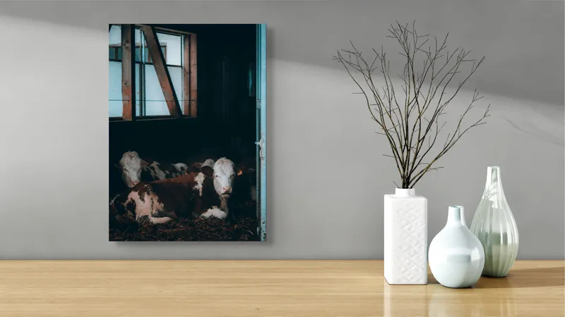 Tablou Canvas, "Vaci odihnindu-se în grajd întunecat", Blândețe, Lumină, Serenitate, Fereastră, Întuneric, Odihnă, Calm, Rural., 39 x 54 cm – poza 4