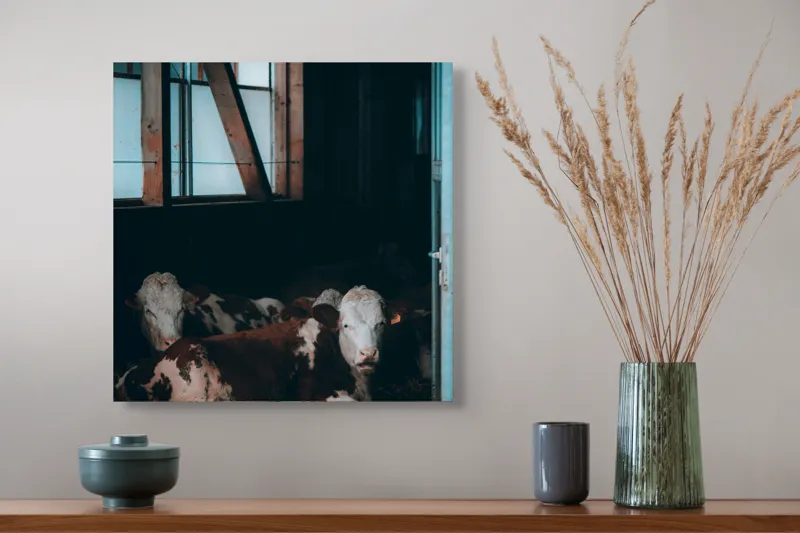 Tablou Canvas, "Vaci odihnindu-se în grajd întunecat", Blândețe, Lumină, Serenitate, Fereastră, Întuneric, Odihnă, Calm, Rural., 50 x 50 cm – poza 4