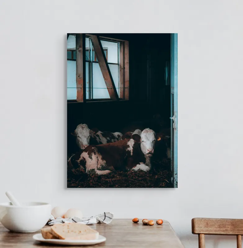 Tablou Canvas, "Vaci odihnindu-se în grajd întunecat", Blândețe, Lumină, Serenitate, Fereastră, Întuneric, Odihnă, Calm, Rural., 50 x 70 cm – poza 3