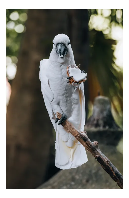 Tablou Canvas, "Papagal alb savurând o gustare exotică", Pasăre, Albă, Creangă, Arahide, Fundal Verde, Privire, Penaj, Aripă, Cioc, Natură, 50 x 50 cm
