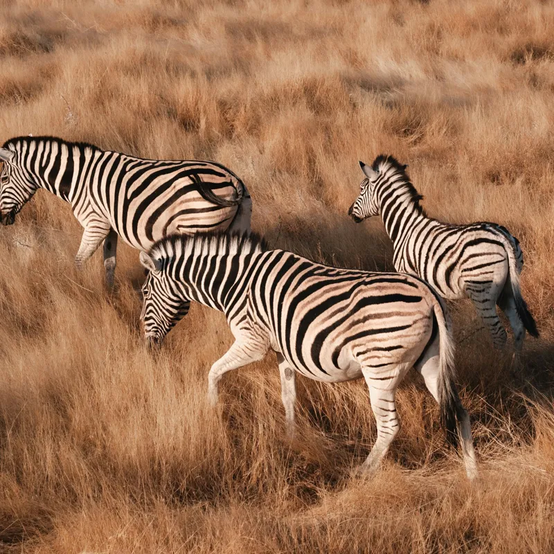 Tablou Canvas, "Zebre în savana africană aurie", Zebre, Căprioare, Savana, Iarbă, Natură, Peisaj, Africă, Animal, Turmă, Dungat, 100 x 100 cm – poza 2