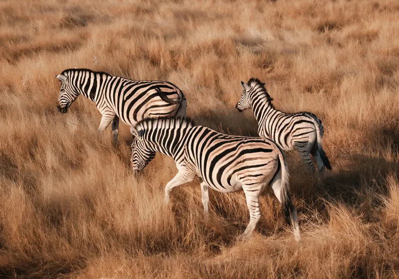 Tablou Canvas, "Zebre în savana africană aurie", Zebre, Căprioare, Savana, Iarbă, Natură, Peisaj, Africă, Animal, Turmă, Dungat, 100 x 70 cm – poza 2