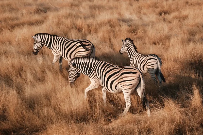 Tablou Canvas, "Zebre în savana africană aurie", Zebre, Căprioare, Savana, Iarbă, Natură, Peisaj, Africă, Animal, Turmă, Dungat, 39 x 26 cm – poza 2