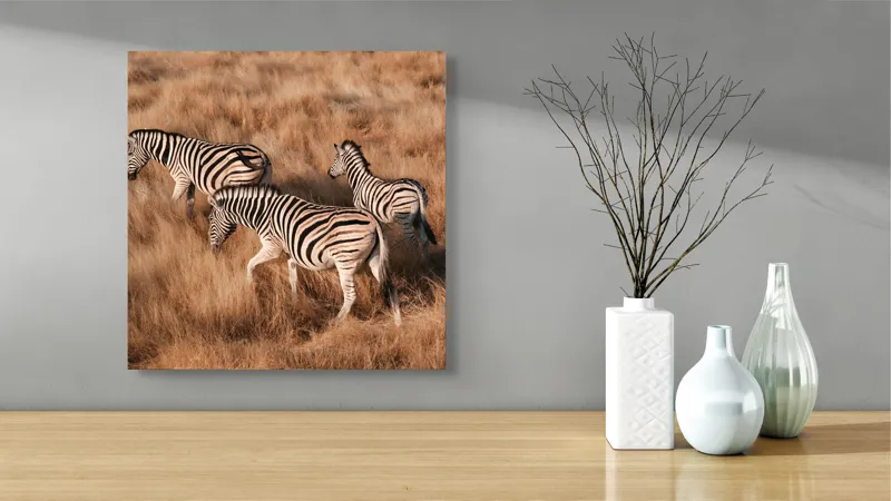 Tablou Canvas, "Zebre în savana africană aurie", Zebre, Căprioare, Savana, Iarbă, Natură, Peisaj, Africă, Animal, Turmă, Dungat, 50 x 50 cm – poza 3