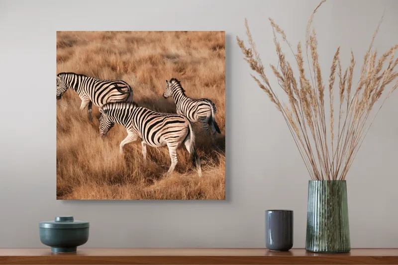 Tablou Canvas, "Zebre în savana africană aurie", Zebre, Căprioare, Savana, Iarbă, Natură, Peisaj, Africă, Animal, Turmă, Dungat, 50 x 50 cm – poza 4