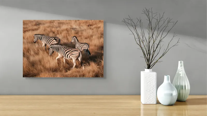 Tablou Canvas, "Zebre în savana africană aurie", Zebre, Căprioare, Savana, Iarbă, Natură, Peisaj, Africă, Animal, Turmă, Dungat, 54 x 39 cm – poza 3