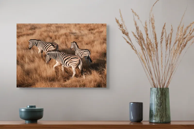 Tablou Canvas, "Zebre în savana africană aurie", Zebre, Căprioare, Savana, Iarbă, Natură, Peisaj, Africă, Animal, Turmă, Dungat, 54 x 39 cm – poza 4