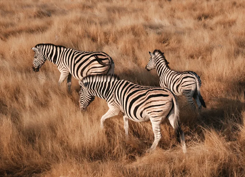Tablou Canvas, "Zebre în savana africană aurie", Zebre, Căprioare, Savana, Iarbă, Natură, Peisaj, Africă, Animal, Turmă, Dungat, 54 x 39 cm – poza 2