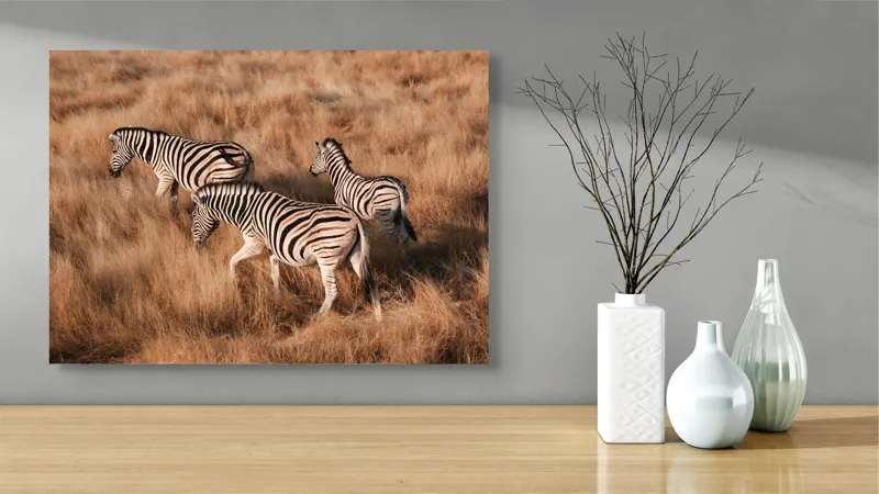 Tablou Canvas, "Zebre în savana africană aurie", Zebre, Căprioare, Savana, Iarbă, Natură, Peisaj, Africă, Animal, Turmă, Dungat, 70 x 50 cm – poza 3