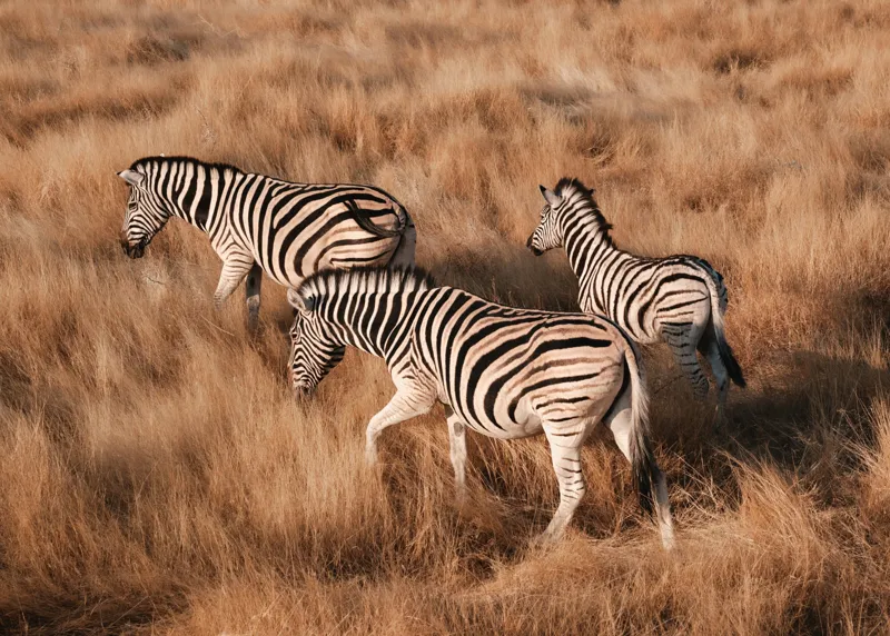 Tablou Canvas, "Zebre în savana africană aurie", Zebre, Căprioare, Savana, Iarbă, Natură, Peisaj, Africă, Animal, Turmă, Dungat, 70 x 50 cm – poza 2