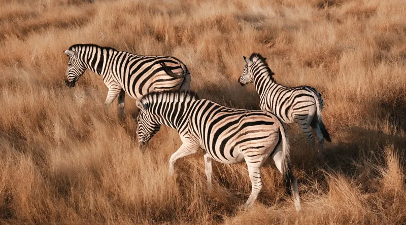 Tablou Canvas, "Zebre în savana africană aurie", Zebre, Căprioare, Savana, Iarbă, Natură, Peisaj, Africă, Animal, Turmă, Dungat, 90 x 50 cm – poza 2