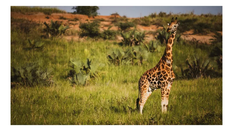 Tablou Canvas, "Gheara înaltă a savanei africane", Girafă, Savana, Iarbă, Cer, Arbuști, Trunchi, Pete, Peisaj, Natură, Verde, Sălbatic, Solemn, Majestic, Lung., 39 x 26 cm