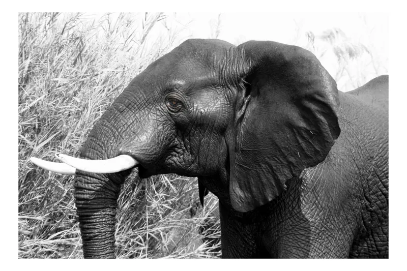 Tablou Canvas, "Elefantul în peisaj african natural", Elefant, Natură, Blândețe, Forță, Măreție, 100 x 70 cm