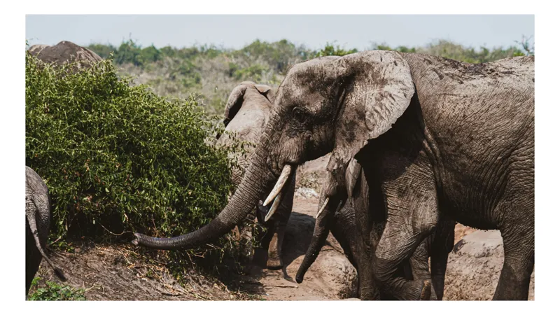 Tablou Canvas, "Elefanți în habitatul natural african", Elefant, Savana, Vegetație, Trompă, Peisaj, Pădure, Mamifer, Putere, 90 x 50 cm
