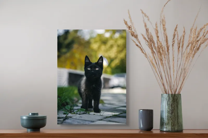 Tablou Canvas, "Pisoiul negru pe cărăruie însorită", Negru, Ochii, Pisică, Trotuar, Natură, Verdeață, Blană, Curiozitate, 39 x 54 cm – poza 3