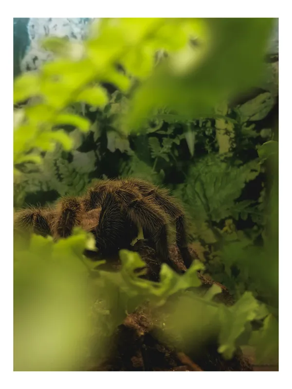 Tablou Canvas, "Tarantula ascunsă printre frunze verzi", Verde, Frunze, Păianjen, Blană, Ascuns, Natură, Cămuflaj, 50 x 70 cm