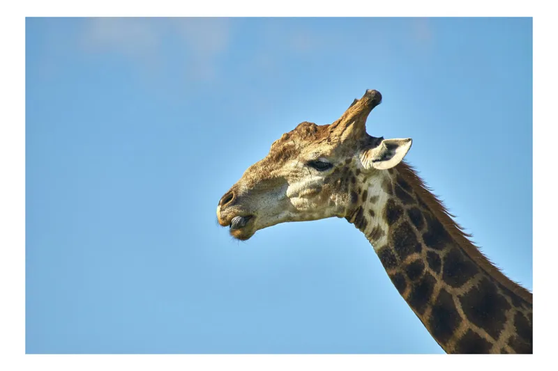 Tablou Canvas, "Gâtul lung al girafei mărețe", Giraffe, Sky, Profile, Spots, Wildlife, Serenity, Nature, 50 x 50 cm