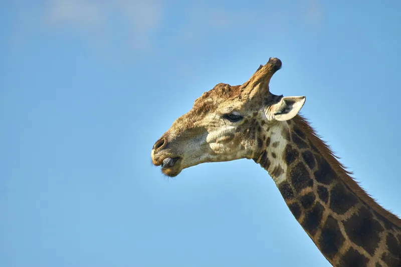 Tablou Canvas, "Gâtul lung al girafei mărețe", Giraffe, Sky, Profile, Spots, Wildlife, Serenity, Nature, 39 x 26 cm – poza 2