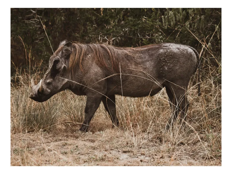 Tablou Canvas, "Porcul cu colți prin savană africană", Mistret, Naruit, Salbaticie, Vegetatie, Robust, Natural, Libertate, Impresionant, Blana, Coltzi., 39 x 26 cm