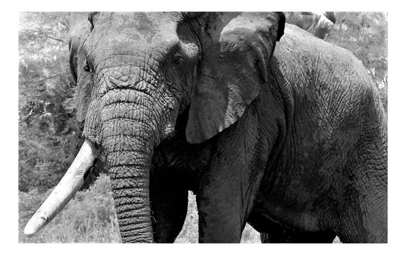 Tablou Canvas, "Uriașul elefant din savana africană", Imposing, Majestic, Wrinkled, Elephant, Powerful, Tusks, Nature, Enduring, 54 x 39 cm
