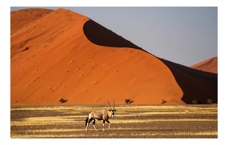 Tablou Canvas, "Oryx în fața dunelor portocalii", Antilopă, Dune, Deșert, Orange, Cer, Umbre, Linie, Vegetație, 90 x 50 cm