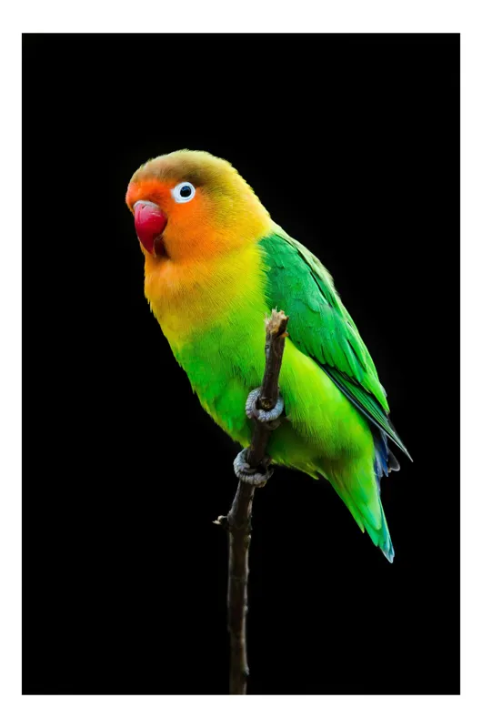 Tablou Canvas, "Papagal viu colorat pe creangă subțire", Vibrant, Exotic, Parrot, Perched, Colorful, Stunning, 39 x 54 cm