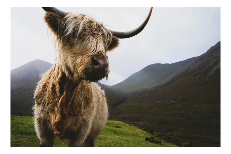 Tablou Canvas, "Bovina solitară în munții înalți", Imposing, Highland, Majestic, Serene, Rugged, Nature, Grazing, Tranquil, 150 x 100 cm