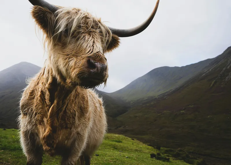 Tablou Canvas, "Bovina solitară în munții înalți", Imposing, Highland, Majestic, Serene, Rugged, Nature, Grazing, Tranquil, 70 x 50 cm – poza 2