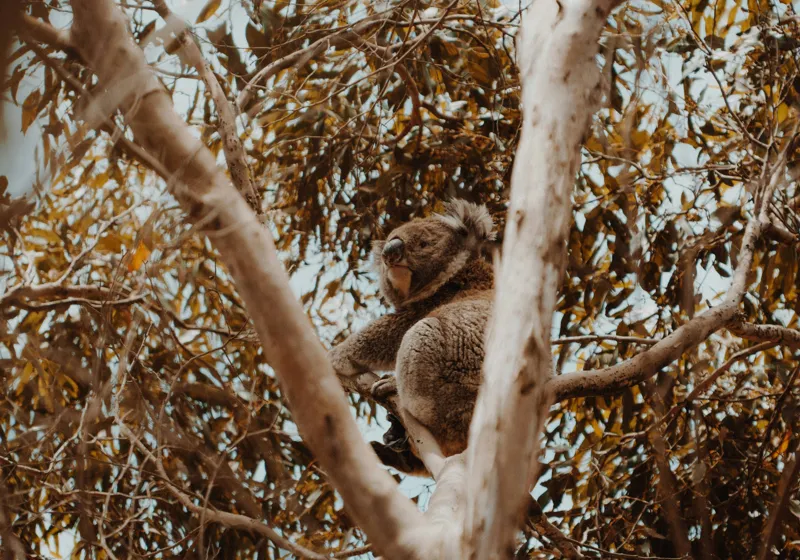 Tablou Canvas Natura Koala odihnindu-se printre ramuri mari, 100 x 70 cm – poza 2
