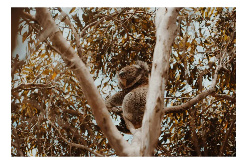 Tablou Canvas Natura Koala odihnindu-se printre ramuri mari, 39 x 26 cm