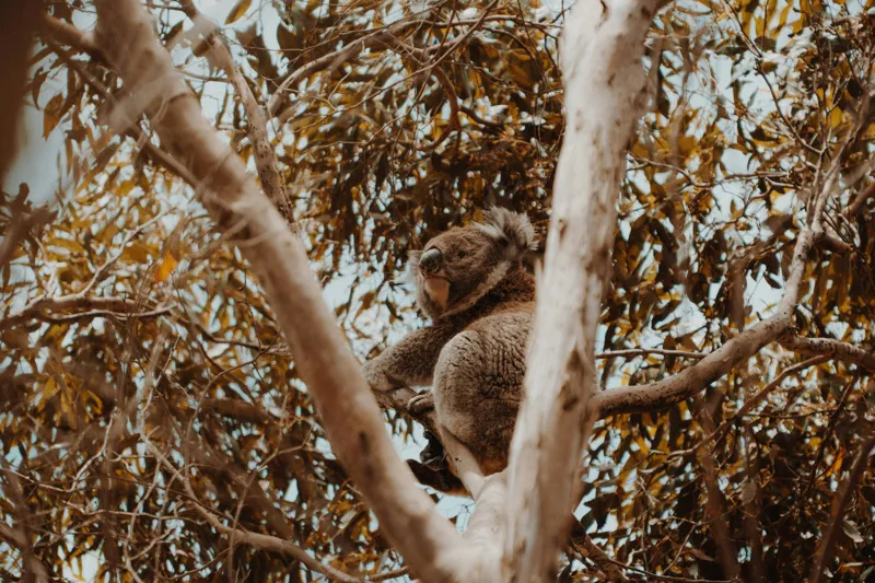 Tablou Canvas Natura Koala odihnindu-se printre ramuri mari, 150 x 100 cm – poza 2