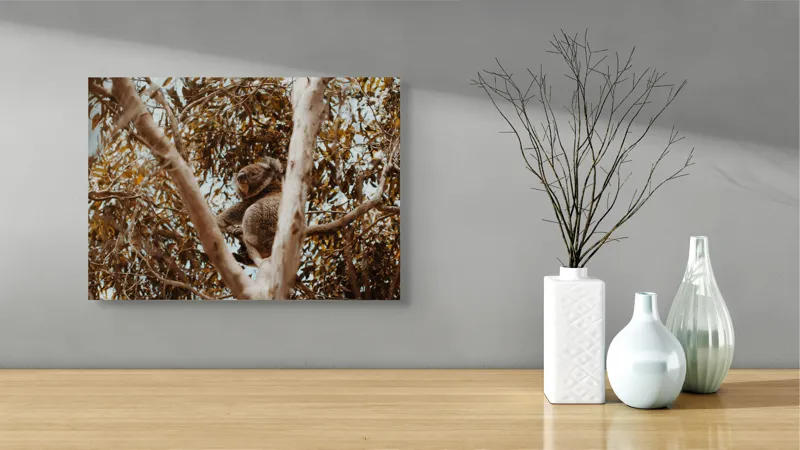Tablou Canvas Natura Koala odihnindu-se printre ramuri mari, 54 x 39 cm – poza 3