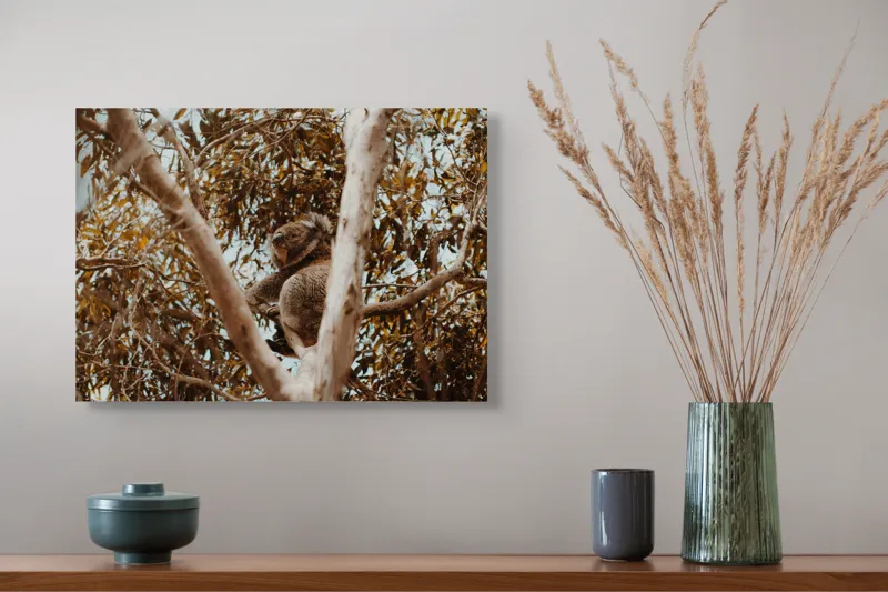 Tablou Canvas Natura Koala odihnindu-se printre ramuri mari, 54 x 39 cm – poza 4