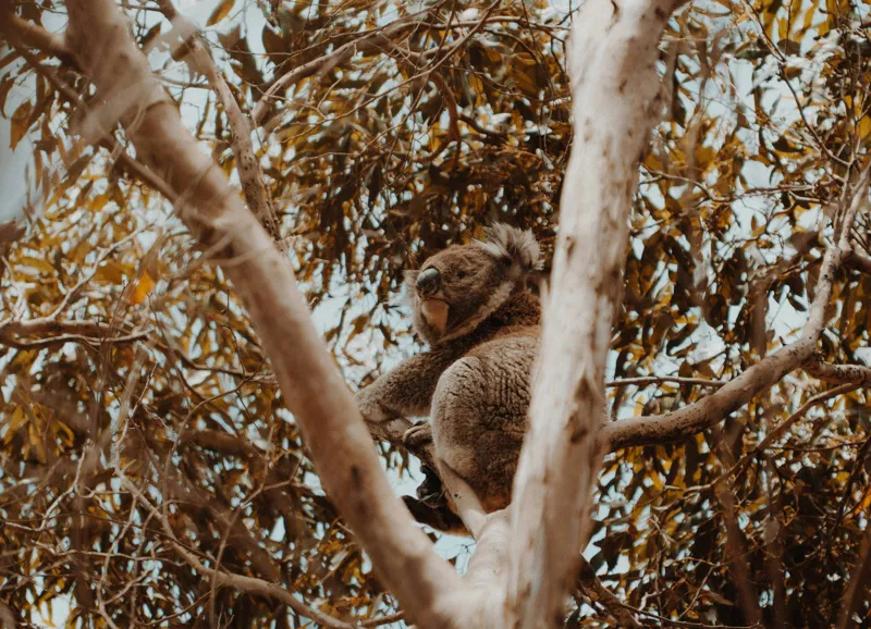 Tablou Canvas Natura Koala odihnindu-se printre ramuri mari, 54 x 39 cm – poza 2