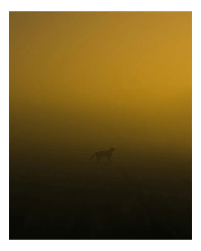 Tablou Canvas, "Silueta unei pisici în ceață aurie", Silhouette, Felină, Ceață, Noapte, Galben, Întuneric, Mister, Liniște, 100 x 100 cm