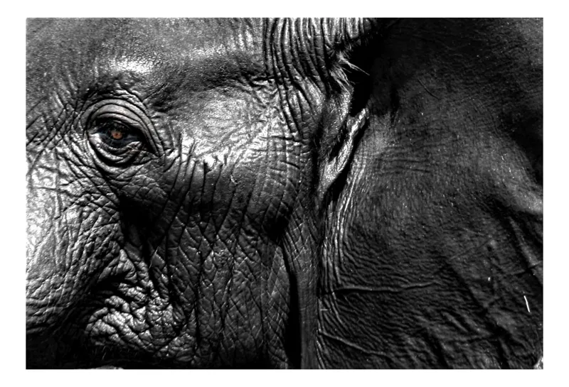 Tablou Canvas, "Elefantul înțelept al savanei africane", Elefant, Textură, Ochi, Piele, Detaliu, Umbre, Contrast, Monocrom, Riduri, 70 x 50 cm
