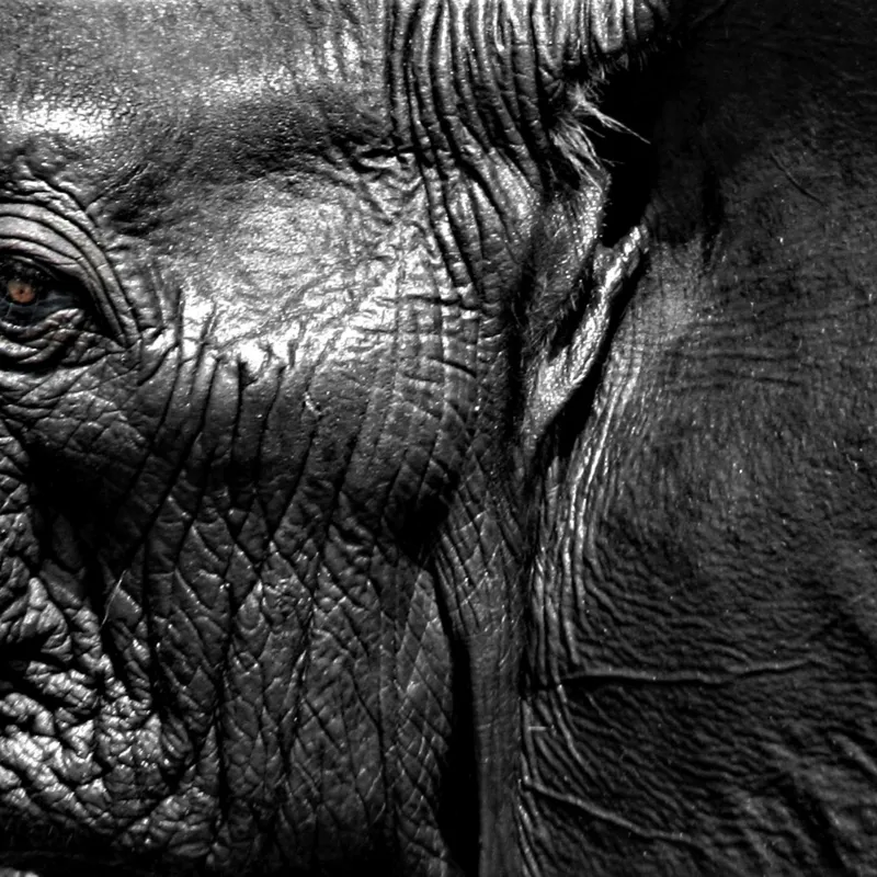 Tablou Canvas, "Elefantul înțelept al savanei africane", Elefant, Textură, Ochi, Piele, Detaliu, Umbre, Contrast, Monocrom, Riduri, 50 x 50 cm – poza 2