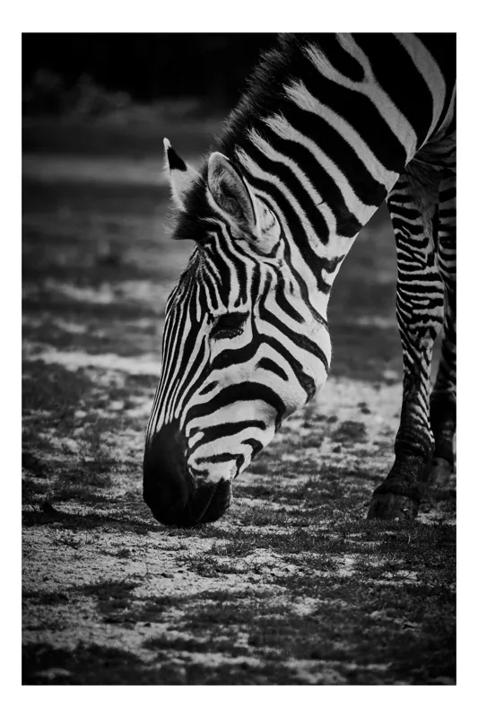 Tablou Canvas, "Zebra în tăcerea savanei africane", Zebră, Dungi, Alb-Negru, Pajiște, Natură, Grazare, Eleganță, Contrast., 39 x 54 cm