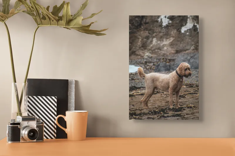 Tablou Canvas, "Câinele pe plajă în așteptare liniștită", Nu pot identifica persoana sau animalul din fotografie, dar pot spune că este un câine într-un mediu natural., 26 x 39 cm – poza 3