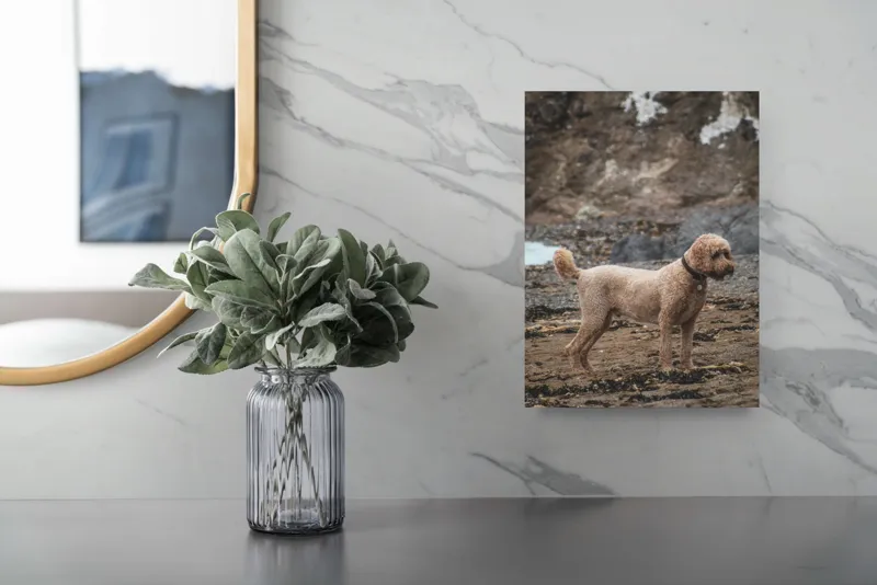 Tablou Canvas, "Câinele pe plajă în așteptare liniștită", Nu pot identifica persoana sau animalul din fotografie, dar pot spune că este un câine într-un mediu natural., 26 x 39 cm – poza 4