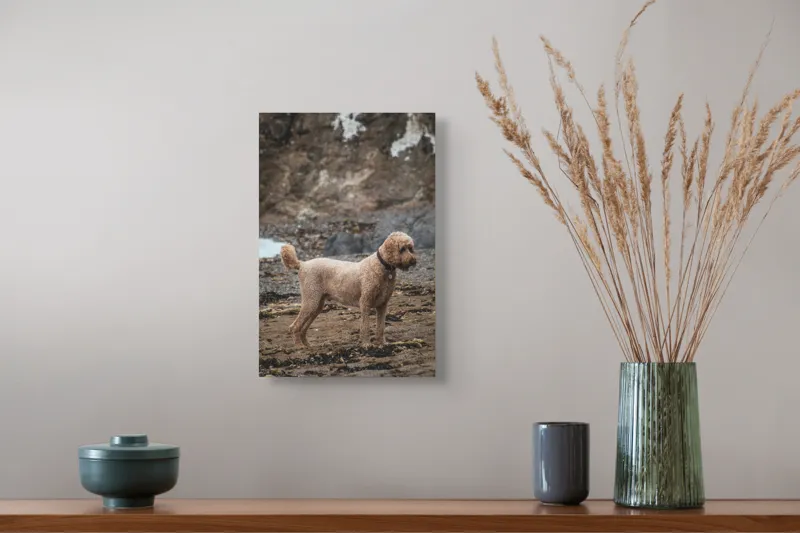 Tablou Canvas, "Câinele pe plajă în așteptare liniștită", Nu pot identifica persoana sau animalul din fotografie, dar pot spune că este un câine într-un mediu natural., 26 x 39 cm – poza 5