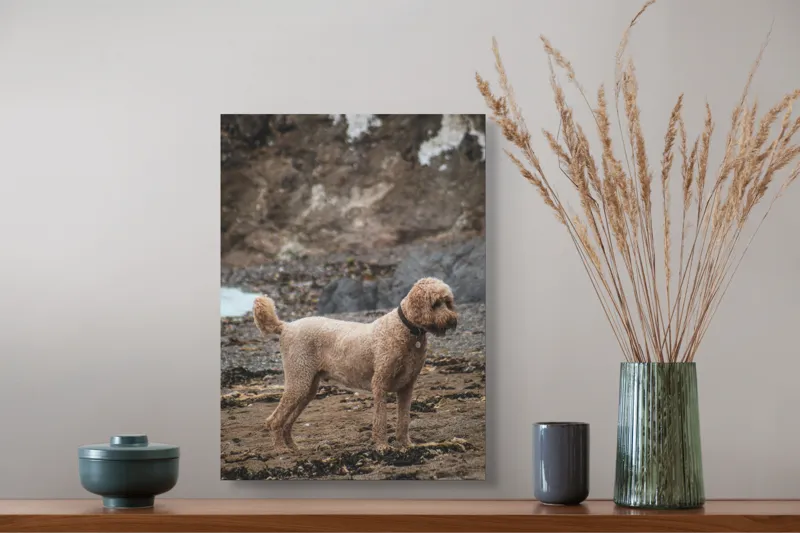 Tablou Canvas, "Câinele pe plajă în așteptare liniștită", Nu pot identifica persoana sau animalul din fotografie, dar pot spune că este un câine într-un mediu natural., 39 x 54 cm – poza 3