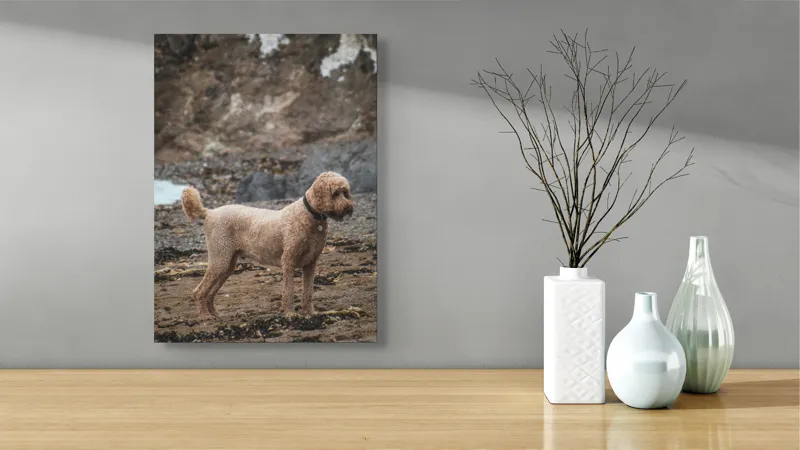 Tablou Canvas, "Câinele pe plajă în așteptare liniștită", Nu pot identifica persoana sau animalul din fotografie, dar pot spune că este un câine într-un mediu natural., 39 x 54 cm – poza 4