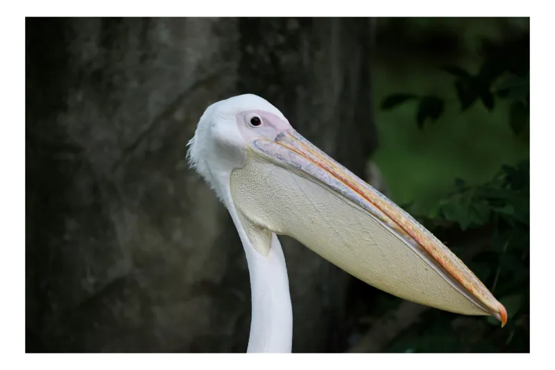 Tablou Canvas, "Pelican visând în pădure verde", Pelican, Plisc, Alb, Penaj, Natură, 100 x 100 cm