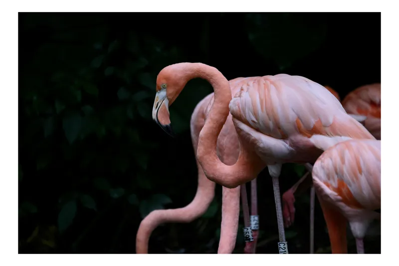 Tablou Canvas, "Flamingo elegant în lumină subtilă", Flamingo, Roz, Grație, Elegant, Penaj, Exotic, Siluete, Natură, 54 x 39 cm