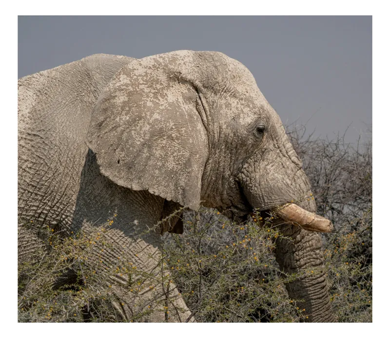 Tablou Canvas, "Elefant în savana africană uscată", Elefant, Maro, Impunător, Natură, Arbust, Colți, Cer, Cer, Aspru, Textură, 54 x 39 cm