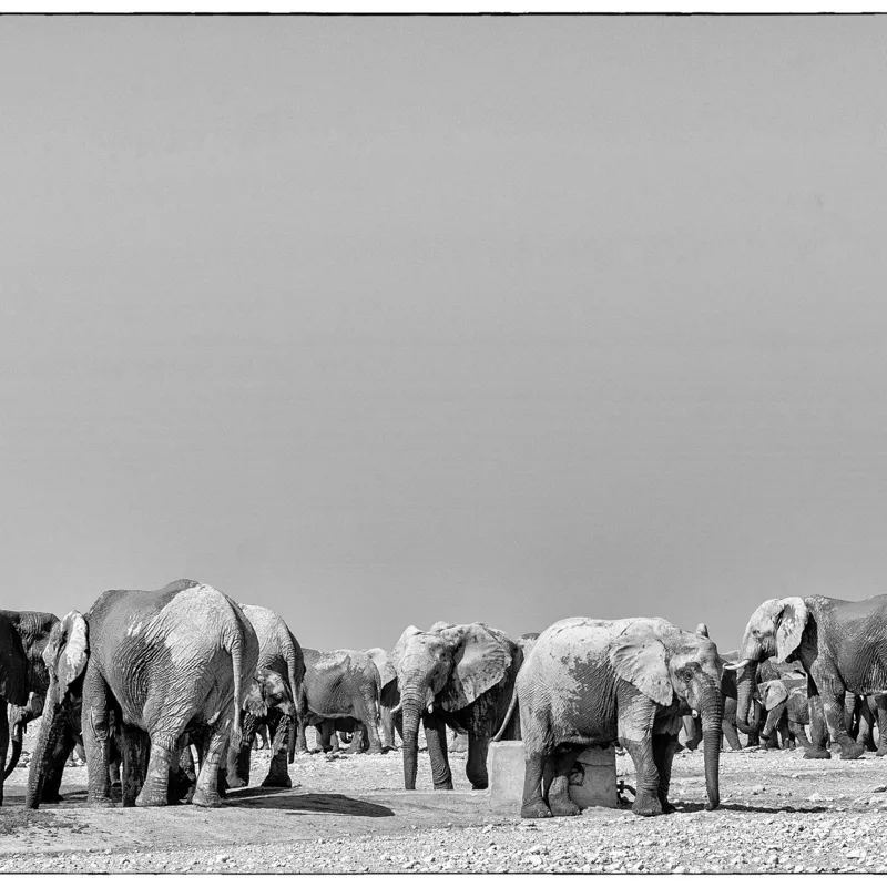 Tablou Canvas, "Elefanți la adăpătoare în savană", Elefanți, Girafe, Savana, Peisaj, Alb, Negru, Natură, Animale, Întindere, Liniște, 100 x 100 cm – poza 2