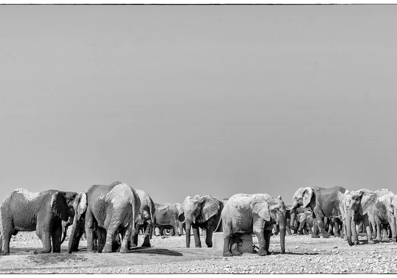 Tablou Canvas, "Elefanți la adăpătoare în savană", Elefanți, Girafe, Savana, Peisaj, Alb, Negru, Natură, Animale, Întindere, Liniște, 100 x 70 cm – poza 2