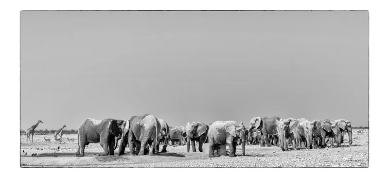 Tablou Canvas, "Elefanți la adăpătoare în savană", Elefanți, Girafe, Savana, Peisaj, Alb, Negru, Natură, Animale, Întindere, Liniște, 90 x 50 cm