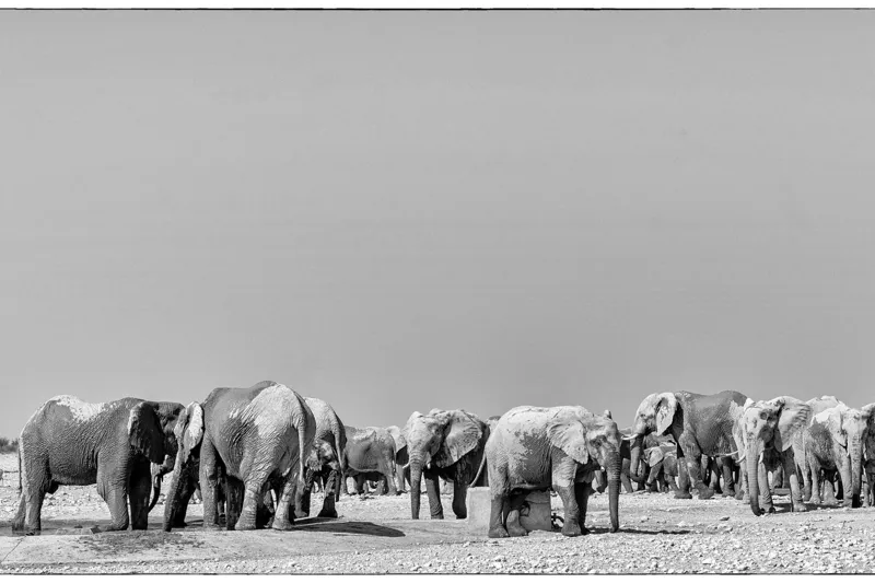 Tablou Canvas, "Elefanți la adăpătoare în savană", Elefanți, Girafe, Savana, Peisaj, Alb, Negru, Natură, Animale, Întindere, Liniște, 39 x 26 cm – poza 2